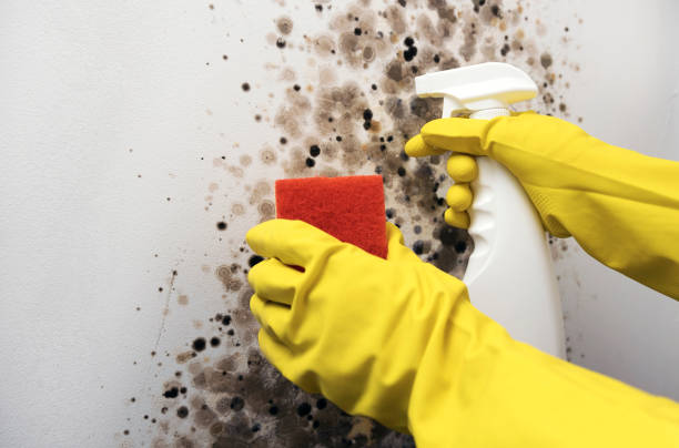 Best Residential Mold Removal  in Beeville, TX