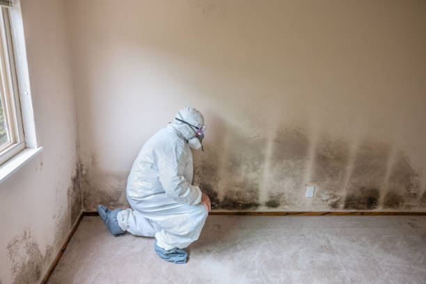 Beeville, TX Mold Removal Company